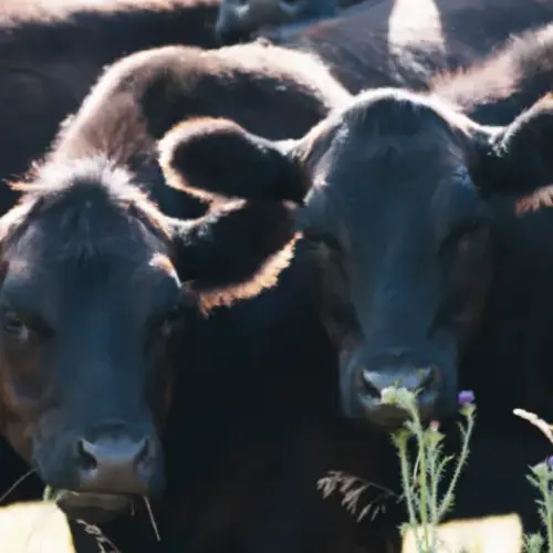 Black Angus USDA Prime