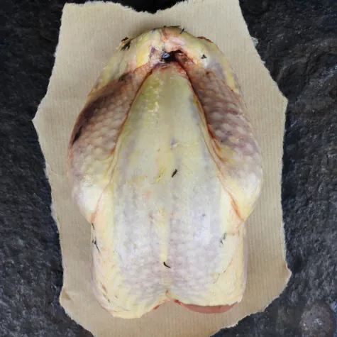 Wilde fazant hen