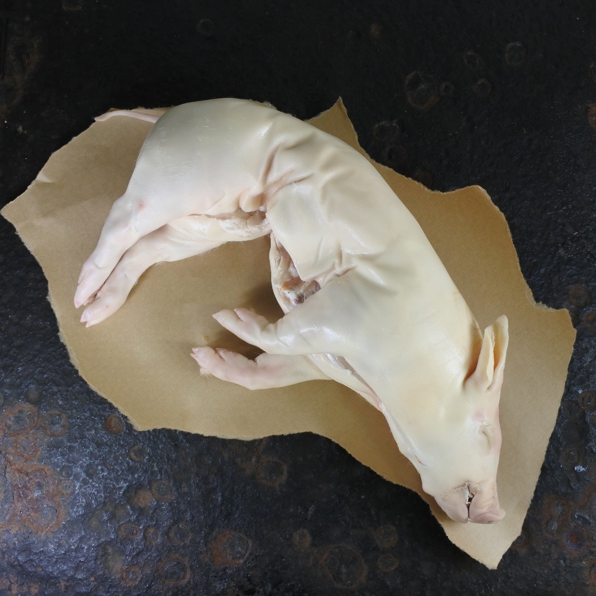 Speenvarken Iberico