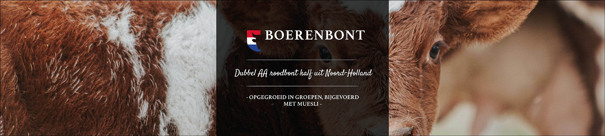 Boerenbont kalf