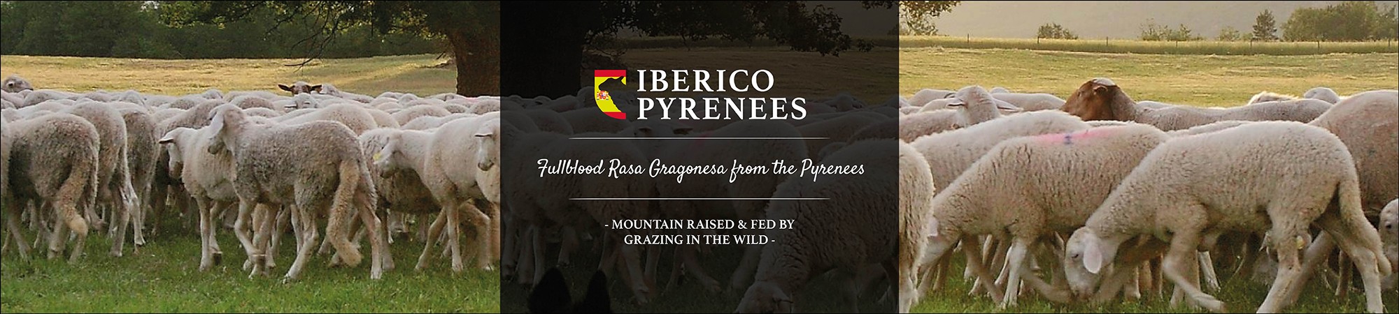 Iberico Pyrenees ESP