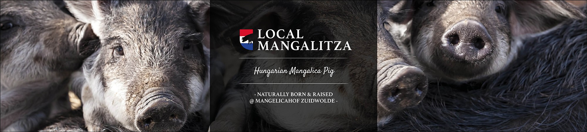 Local Mangalitza NLD