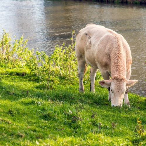 Blonde Aquitaine