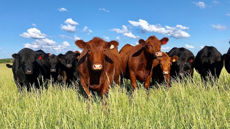 haasbiefstuk Aberdeen Angus