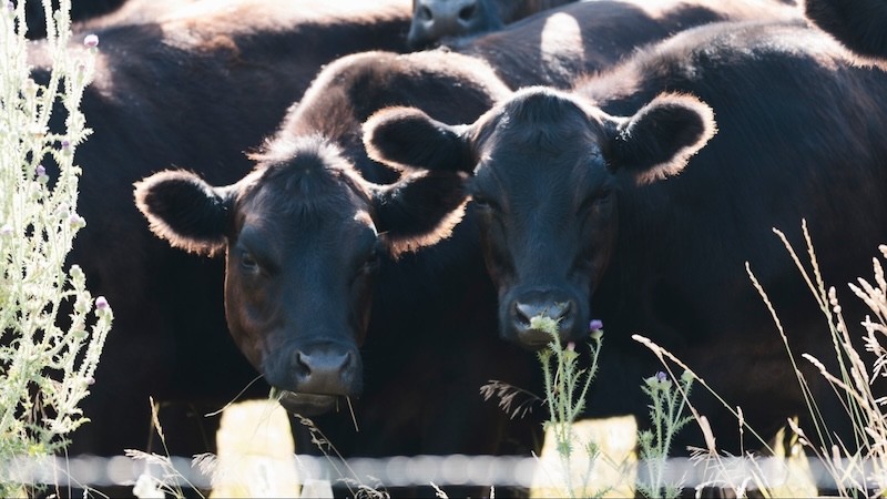 Black Angus USDA Prime 