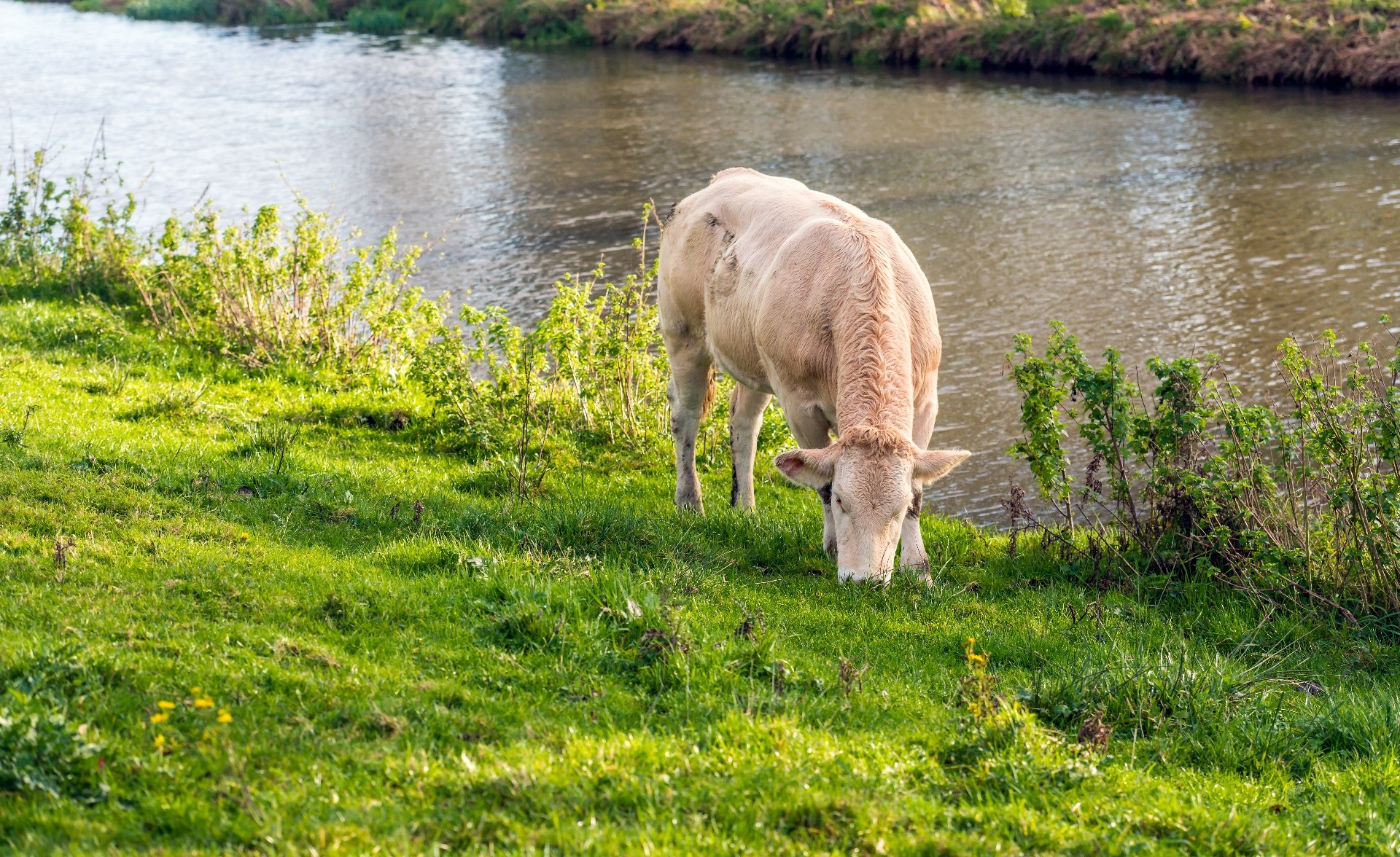 Blonde d'aquitaine