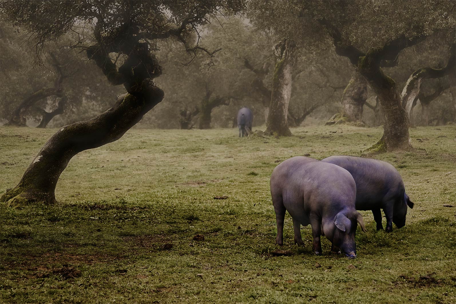 Iberico varken